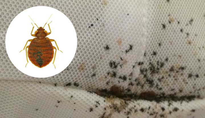 Bed Bug Elimination: Step-by-Step Professional Protocol for&nbsp;Homeowners