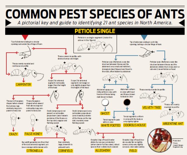 How to Get Rid of Ants: Understanding Colony Behavior and Natural ...