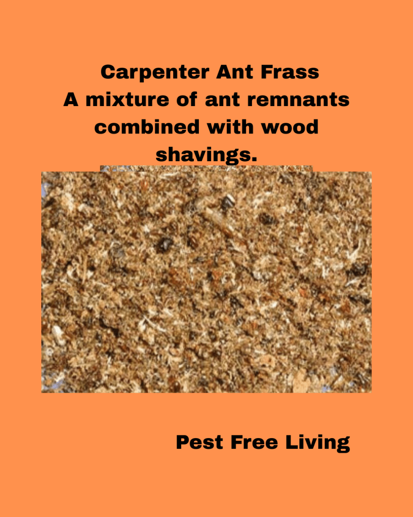 Carpenter Ant Frass 