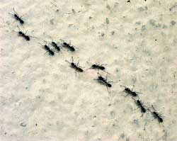 ants in a pheromone trail