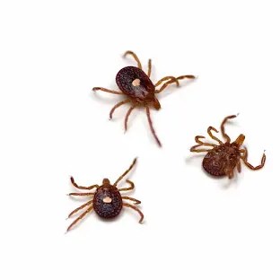 Lone Star Tick with a white spot on the back