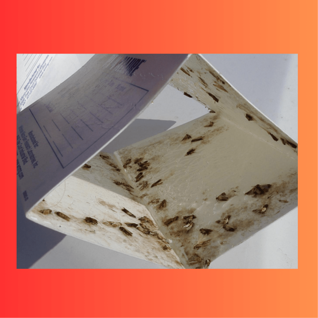 The Next Generation of Pest Control: How Pheromones Are Changing the Game for&nbsp;Homeowners