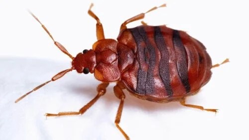 11 Surprising Places You Can Pick Up Bed Bugs (And How to Prevent&nbsp;Infestations)