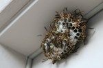 Wasp making a nest under the eve of a house