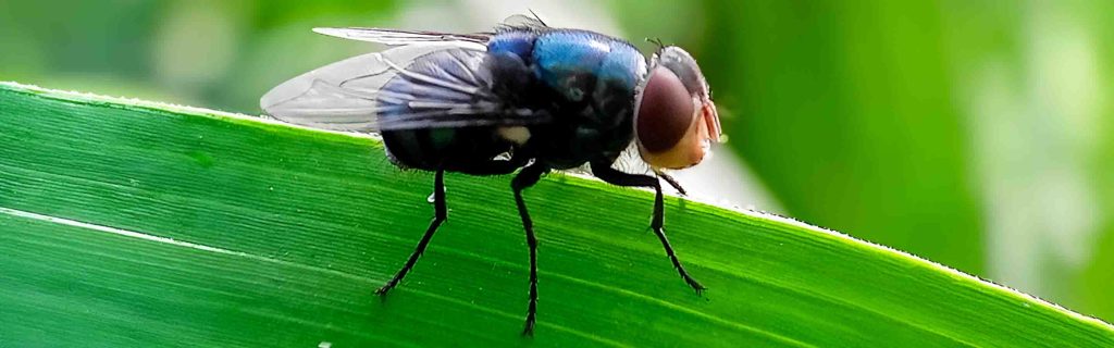 The New World Screwworm: A Flesh-Eating Fly&nbsp;Returns
