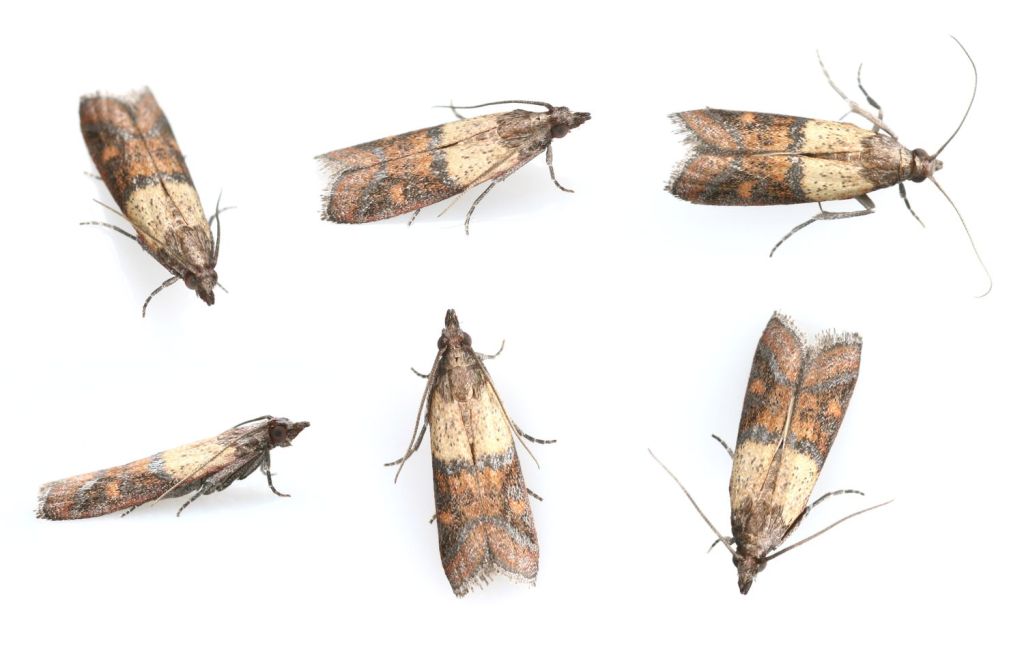 Indian Meal Moths are a pantry pest that no one ever wants in their pantry