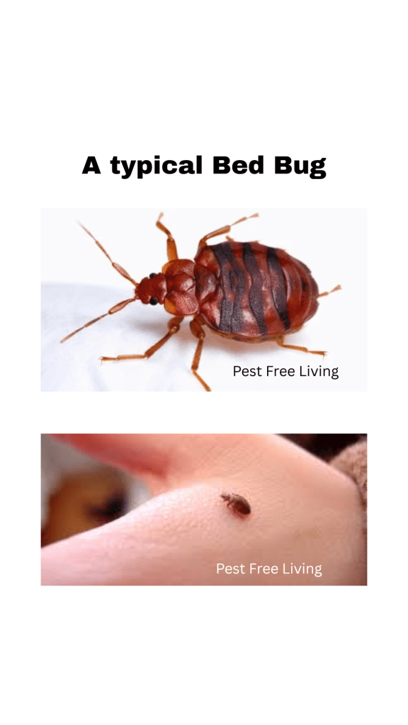 A typical bed bug and a bed bug walking on a hand