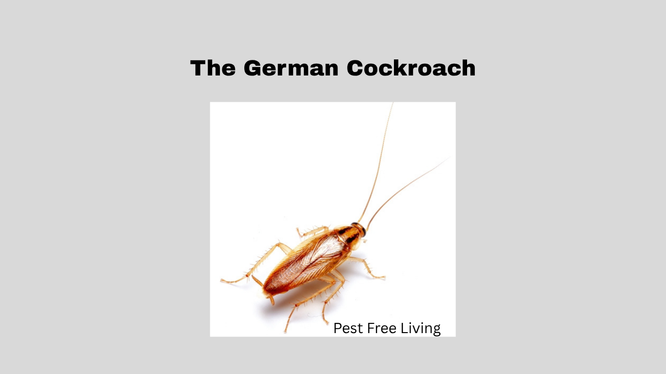 The German cockroach, these small but stubborn creatures have been around for over 2,100 years.