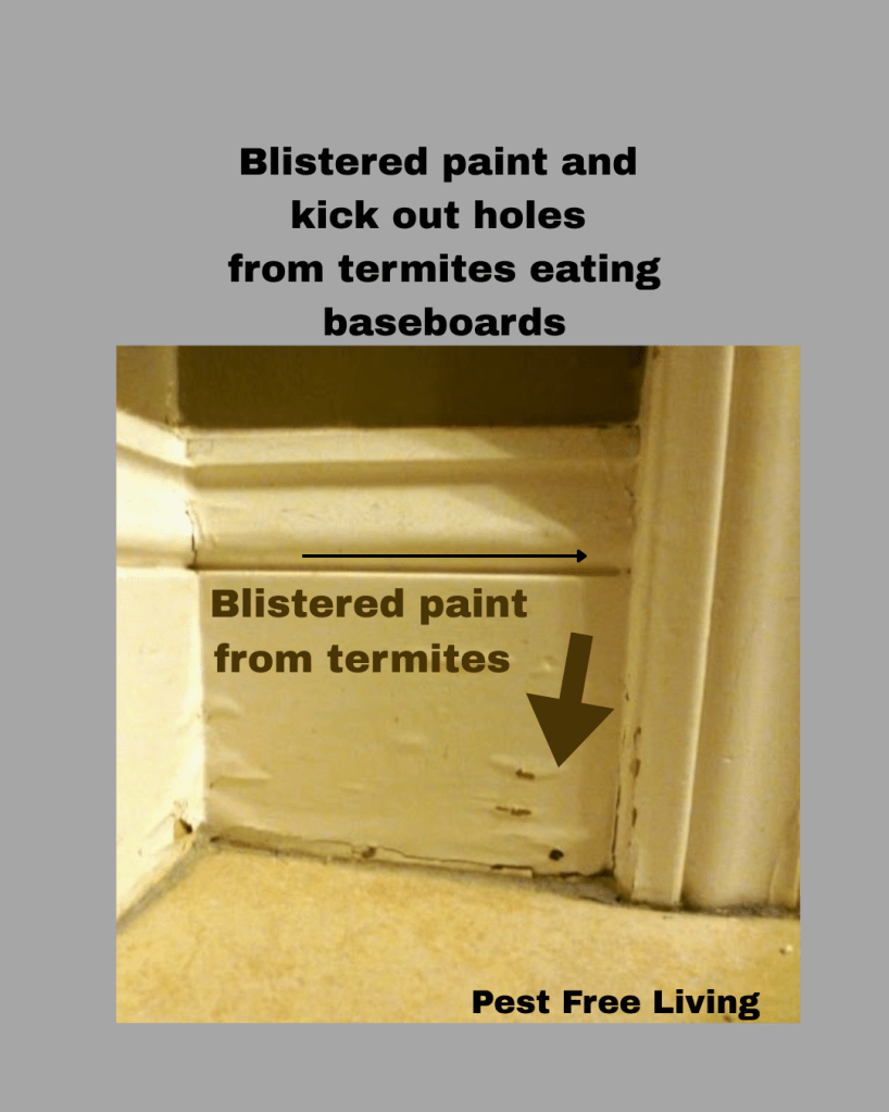 Blistered paint from termite damage, termites eating the wood of the baseboards.