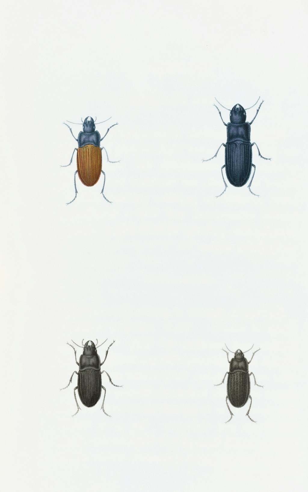 Protecting Pantry Goods: How to Keep Your Food Safe from Pantry&nbsp;Pests