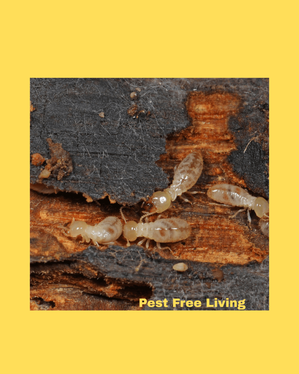 Termite Warning Signs: How to Spot Damage Early and Protect Your&nbsp;Home