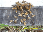 Honeybees are dying by the thousands, what will this do to our food production?