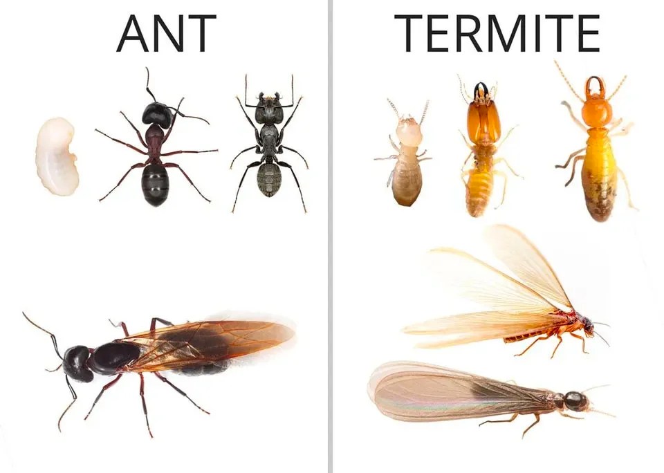 Termite Season: A National Threat That Extends Far Beyond the&nbsp;South