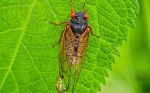 The Fascinating World of Cicadas