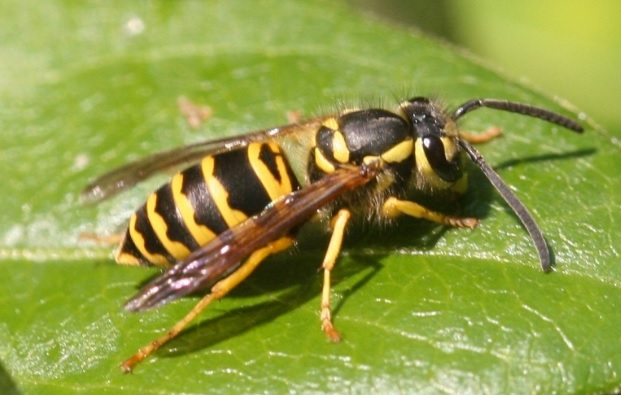 How to Keep Yellow Jackets Away—Naturally and&nbsp;Effectively