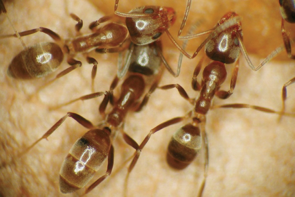 Tawny Crazy Ants The Tiny Invaders Causing Massive Environmental and Economic&nbsp;Damage