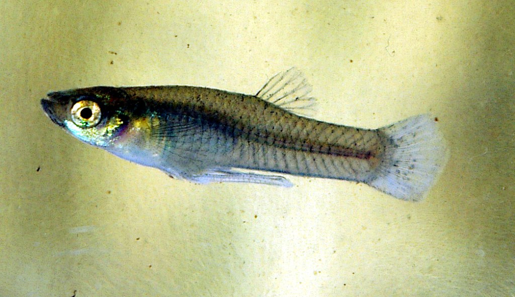 Mosquitofish: Nature’s Most Effective Weapon Against Disease-Carrying Mosquitoes