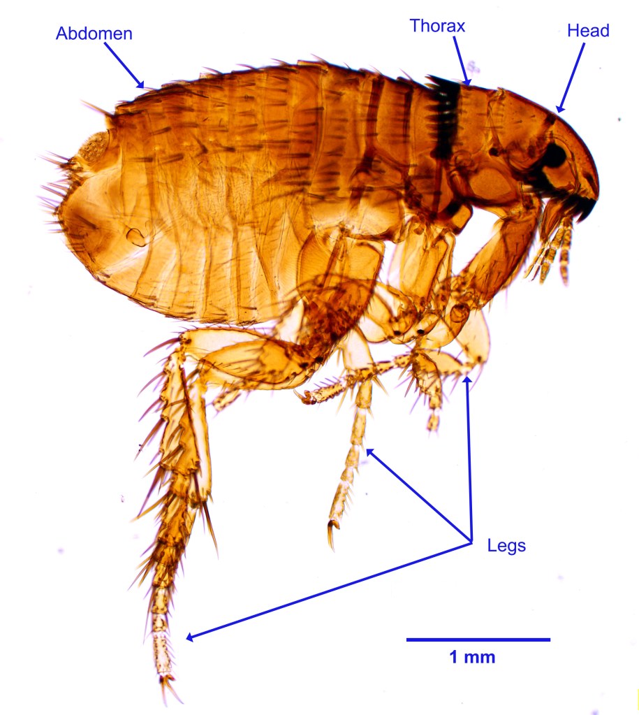 A close-up image of a reddish-brown adult flea, approximately 1/8 inch long, with a flattened body and powerful hind legs, positioned on a pet's fur. The background shows a magnified view of pet hair, highlighting the flea's piercing mouthparts and spiny combs. The image accompanies a blog post titled "Ultimate Guide to Fleas: Identification, Control, and Eradication," detailing flea appearance, life cycle, types, control methods for pets and homes, and eradication strategies.