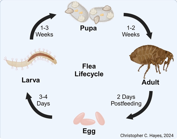 The flea life cycle from egg to adult