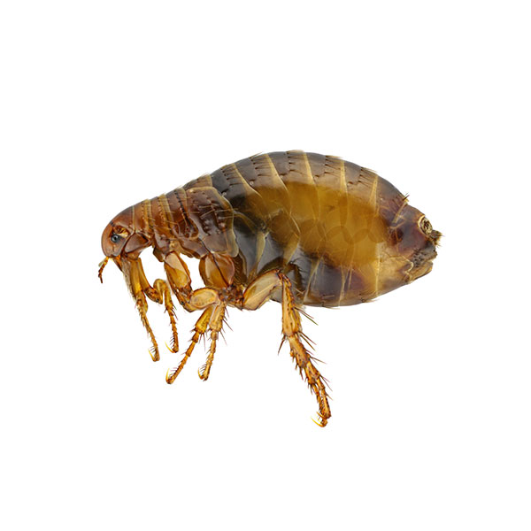 Ultimate Guide to Fleas: Identification, Control, and Eradication