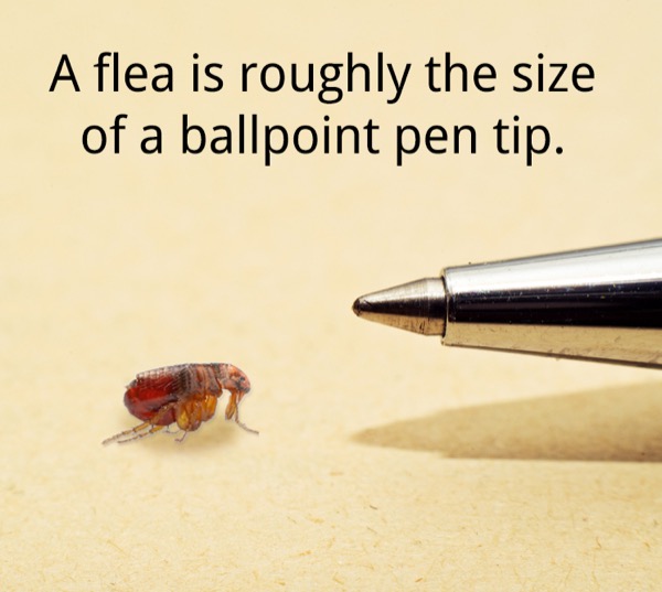 Flea size is about the size of a tip of a ballpoint pen.