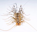 Every house is a target for pest hidden invaders, in this we will look at 15 home hidden invaders.