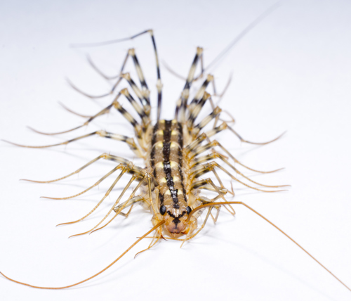 Hidden Invaders Series: Unmasking the Pests That Lurk in Your Home