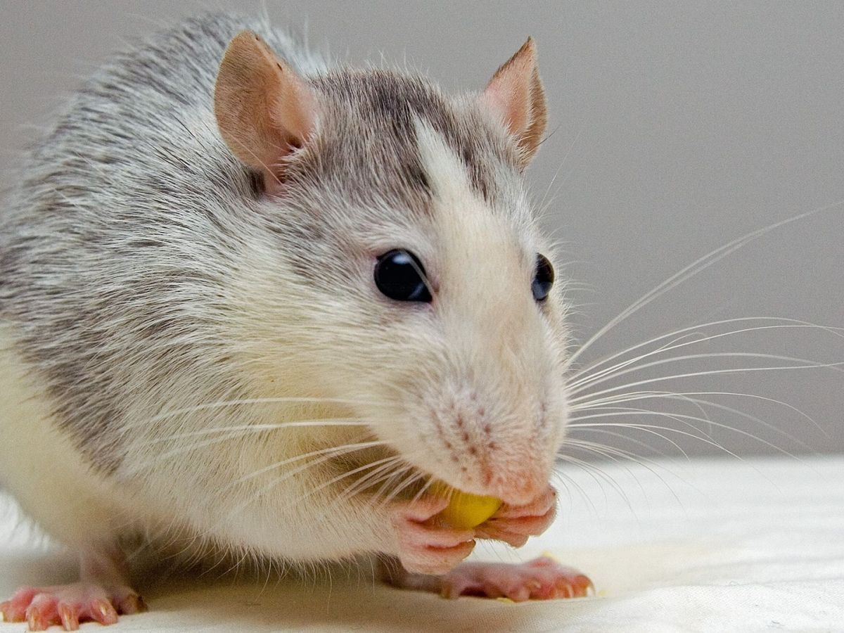 Rodents – The Nocturnal&nbsp;Invaders