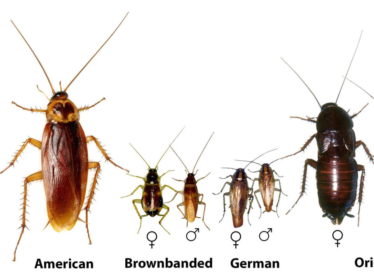 🪳 Cockroaches – The Resilient&nbsp;Invaders