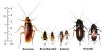 Know your roaches. These in this picture are the most common to the United States.