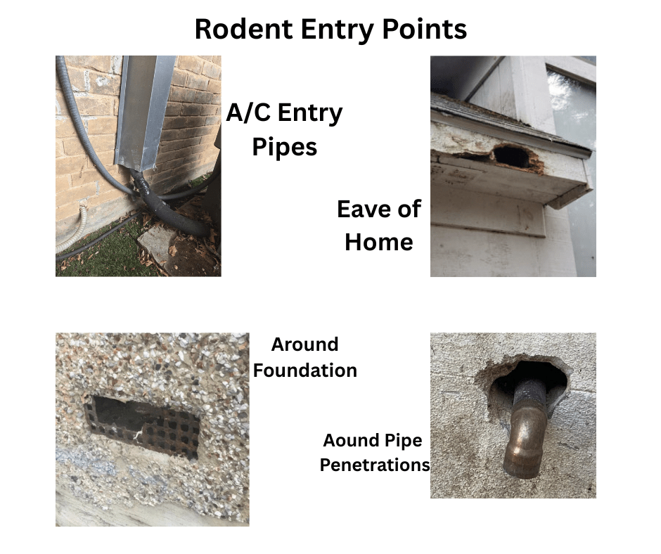 Rodent entry points around the house.