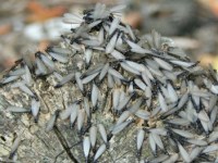 🪵 Termites – The Silent&nbsp;Destroyers